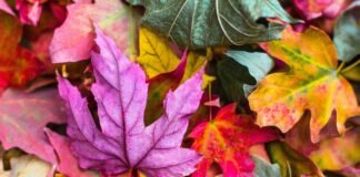 Inside Details About Traitors Season 2 flat lay photography of purple and red leaves